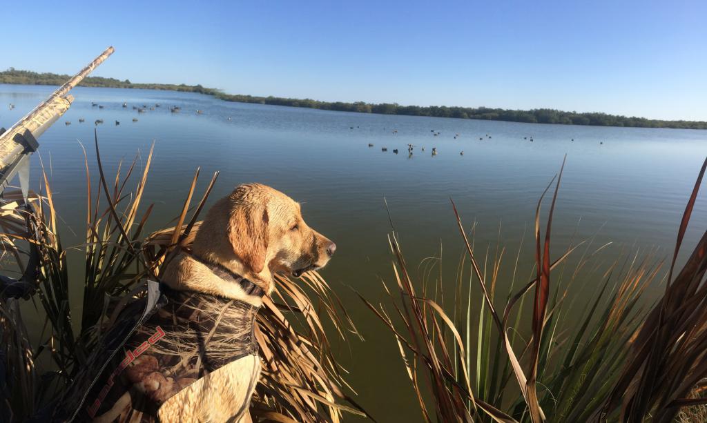 Охота с собакой на уток.