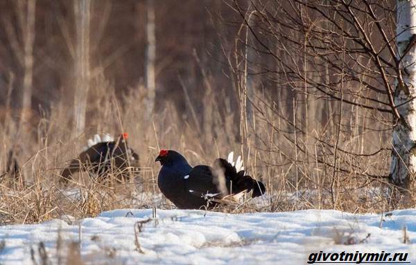 Охота-на-тетерева-и-её-особенности-6