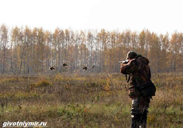 Охота-на-тетерева-и-её-особенности-4