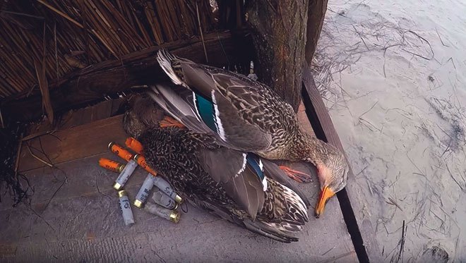 Подбитые утки