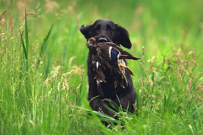 Охотничья собака и утка