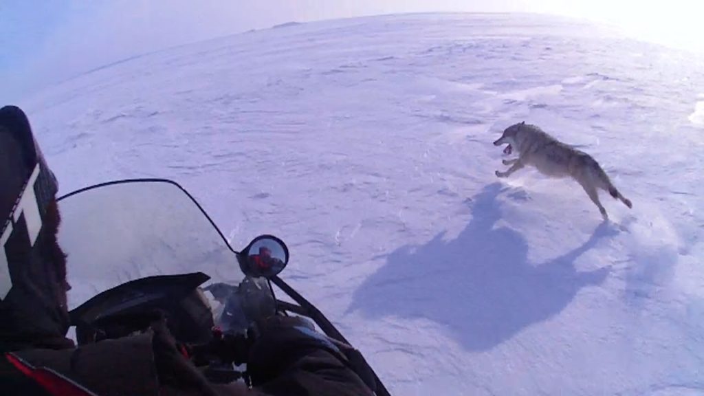 охота на волков