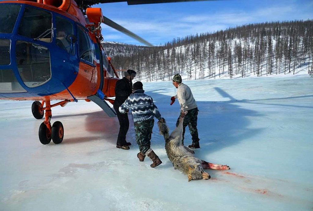 охота на волков