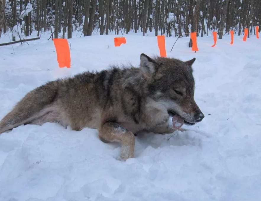 охота на волков