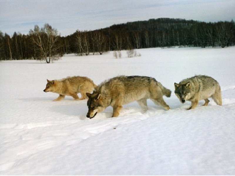 охота на волков
