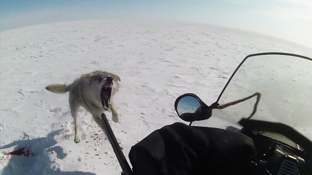 охота на волков