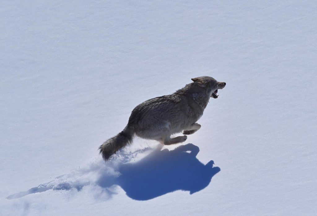 охота на волков