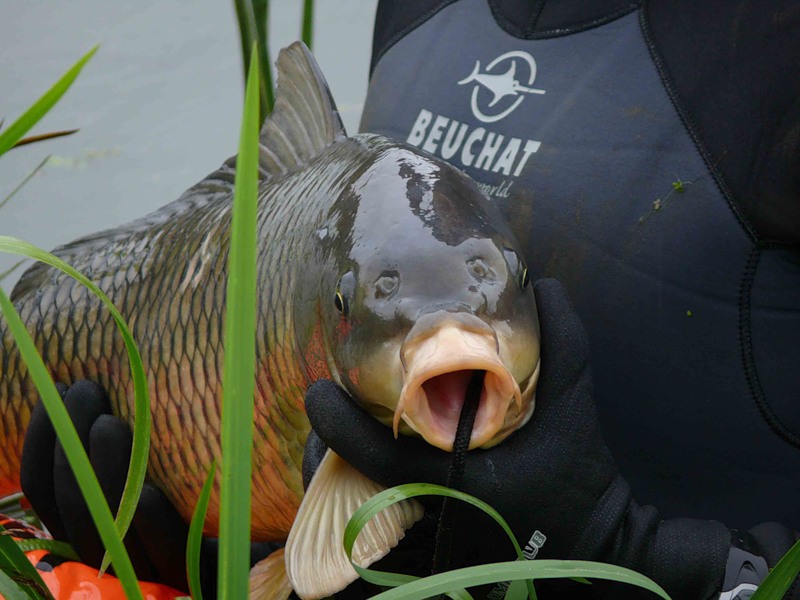 Подводная охота на сазана