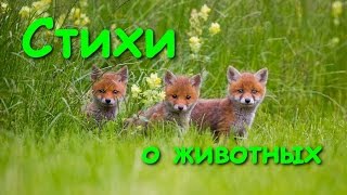 СТИХИ ДЛЯ ДЕТЕЙ. ВЕСЁЛЫЕ СТИШКИ О ЖИВОТНЫХ. Стихи для детского сада. Развивающее видео.(Учим вместе веселые стишки про животных. Для детского садика, утренника, и просто для радости родителям. 2016-09-28T09:19:03.000Z)