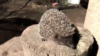 Hedgehog in the night!(Hedgehog is an interesting animal which is omnivorous. Hedgehog easy to tame and keep it as a pet, it normally gets along with other pets but when running . 2015-12-16T06:00:00.000Z)