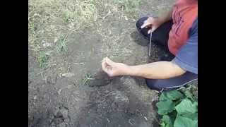 Как поймать крота вариант 1.(Если крот в огороде- беда., 2014-06-13T11:01:20.000Z)