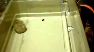 Ежиная охота / Hedgehog hunt(Ёжик Кузя охотится на сверчков., 2011-04-29T19:03:25.000Z)