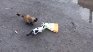 Как кот ловит мышей(Крутяк., 2016-07-18T11:17:24.000Z)