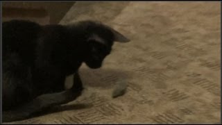 Кошка ловит мышь(Первая мышь, пойманная Бусинкой. Мышка спряталась под напольными весами и достать ее оттуда Бусе было непро. 2013-08-23T11:33:39.000Z)