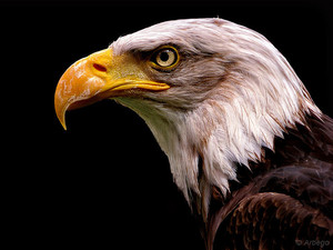 Список самых хищных птиц