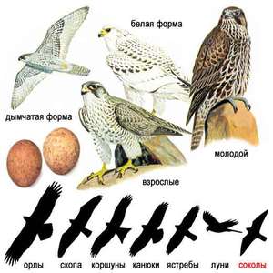 Характеристика хищных птиц