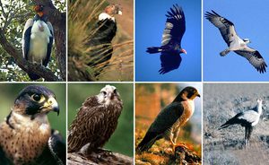 Как ведут себя хищные птицы