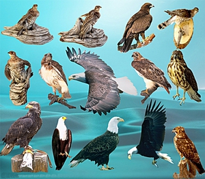 Самые хищные птицы