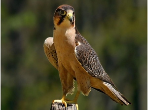 Ареал обитания хищных птиц