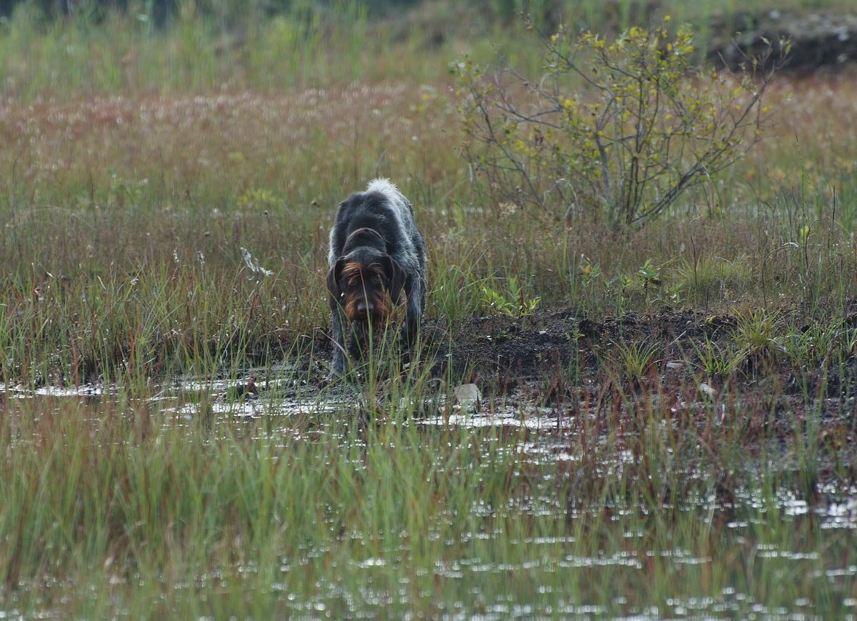 Работа дратхара на болоте.