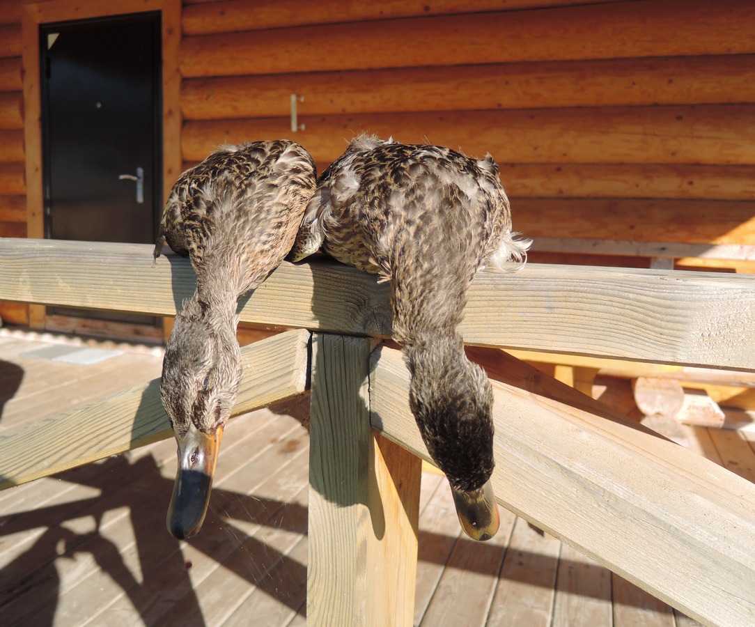 Осенняя охота на кряковую утку