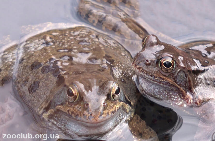 Травяная лягушка фото