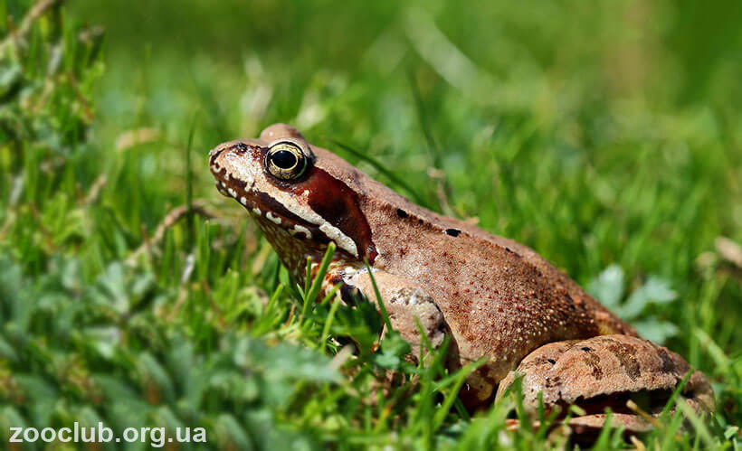 Травяная лягушка интересные факты