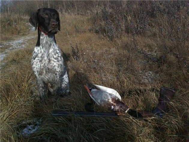 Собака с уткой