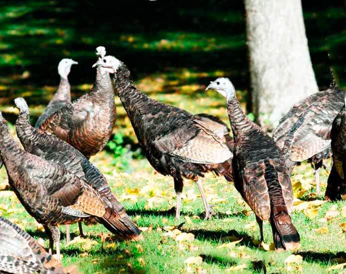 Разведение индюков обыкновенных