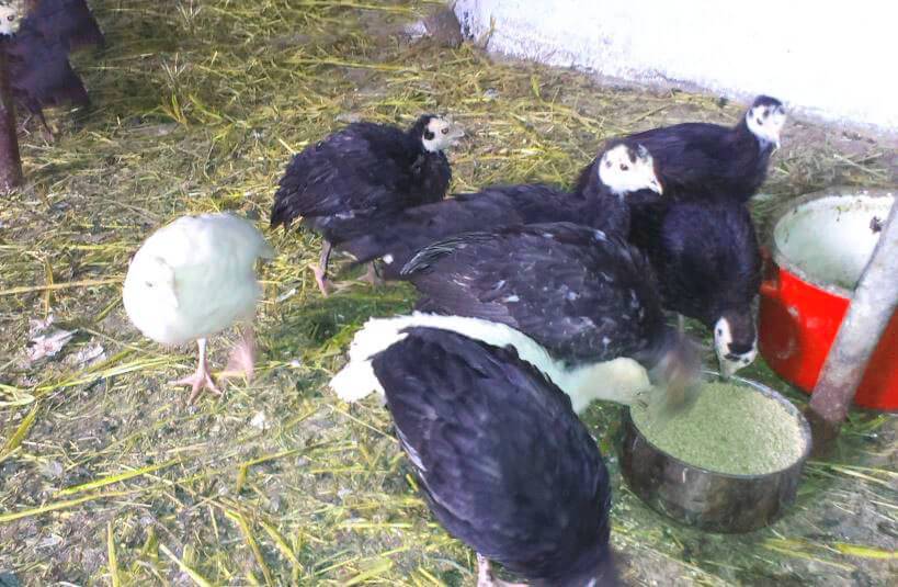 Молодь дикого индюка