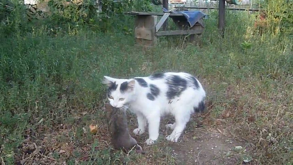 Как охотятся кошки.