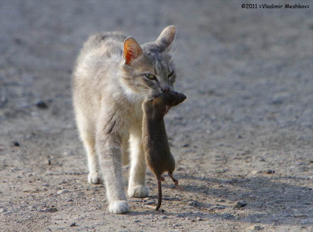 Как охотятся кошки.