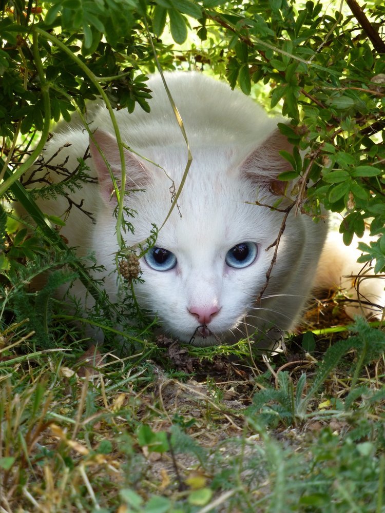 Как охотятся кошки.