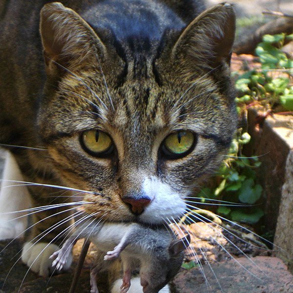 Как охотятся кошки.