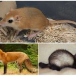 Хорьки и лисы питаются мышами