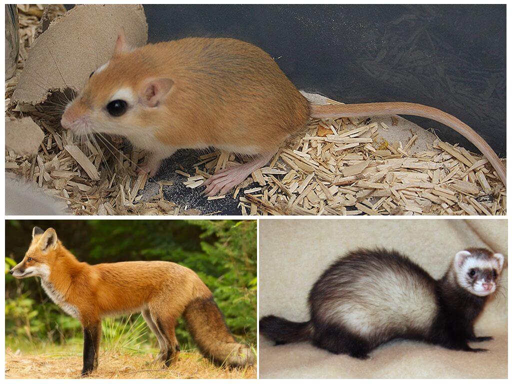 Хорьки и лисы питаются мышами