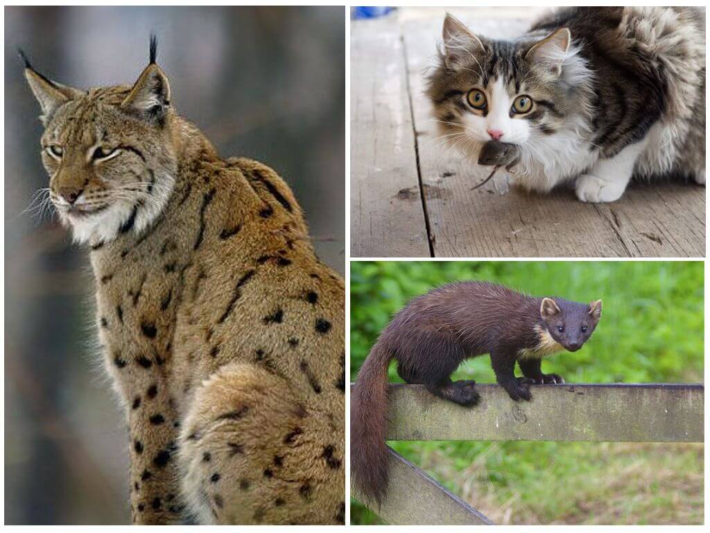 Враги мышей