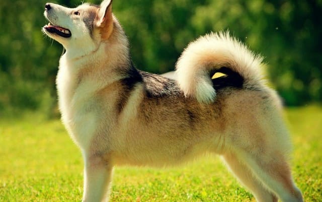 Лайка &ndash; описание охотничьей породы: внешний вид собаки, характер, правильное содержание и уход