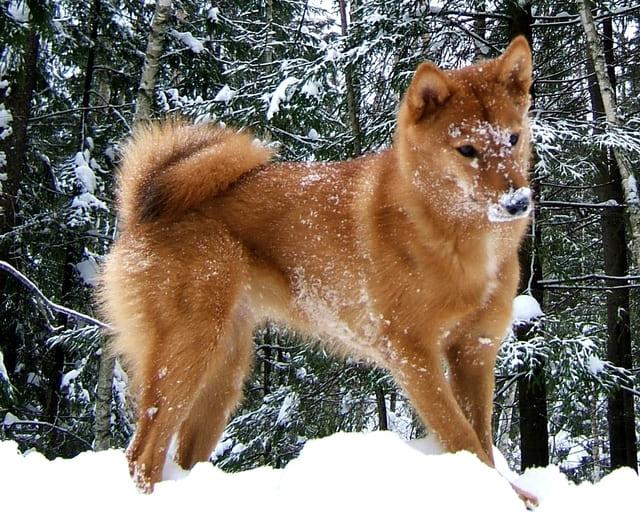 Лайка &ndash; описание охотничьей породы: внешний вид собаки, характер, правильное содержание и уход