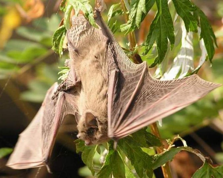 Летучие мыши 