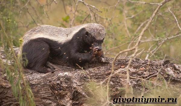 Медоед-животное-Образ-жизни-и-среда-обитания-медоеда-6