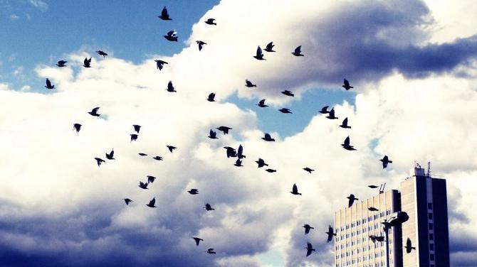 Как птицы готовятся к зиме