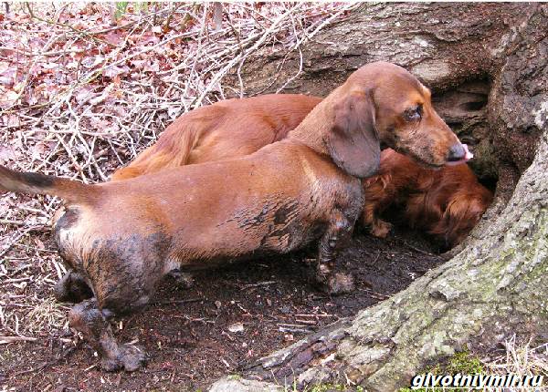 Охота-на-барсука-и-её-особенности-3