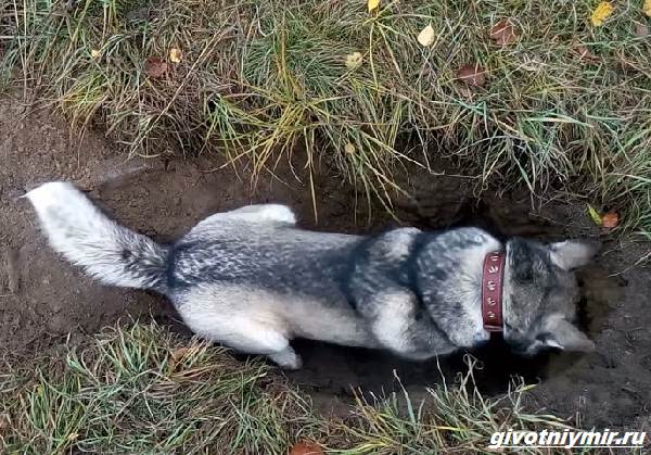 Охота-на-барсука-и-её-особенности-5