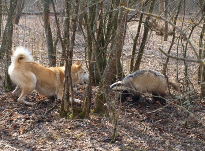 Охота нагоном с лайкой