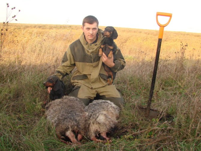 Охота на барсука с таксами
