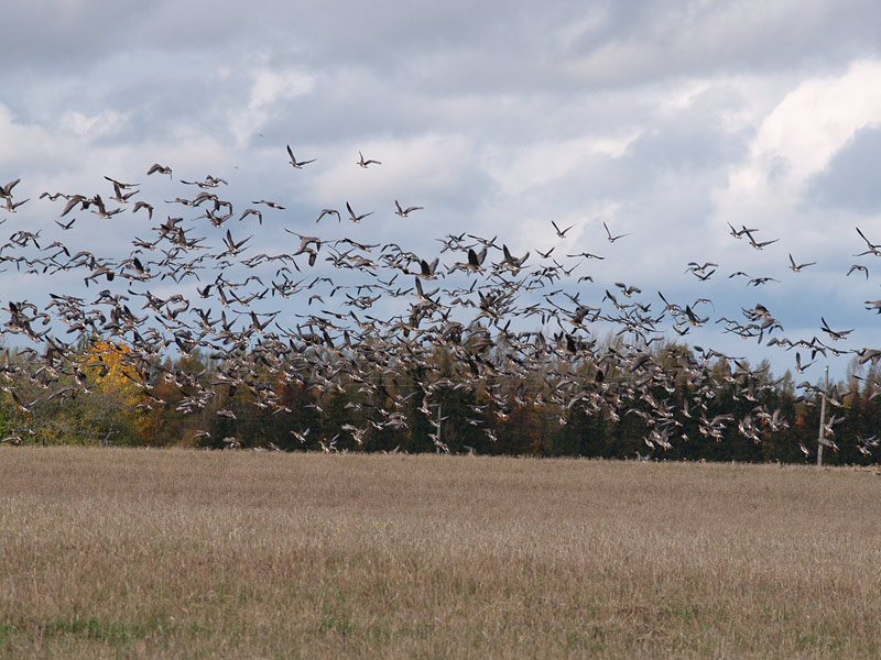 охота на гуся