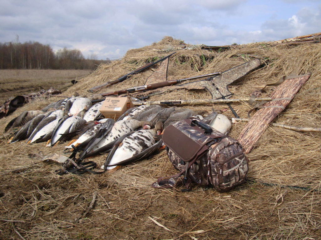 охота на гуся