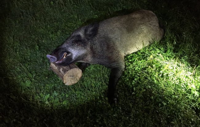 На кабана ночью