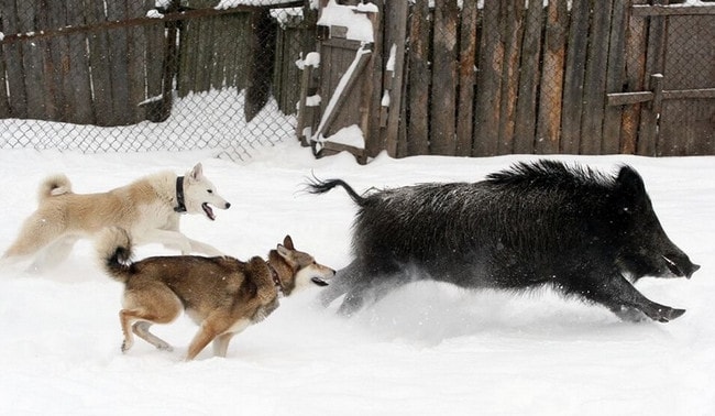 Охота на кабана с лайками